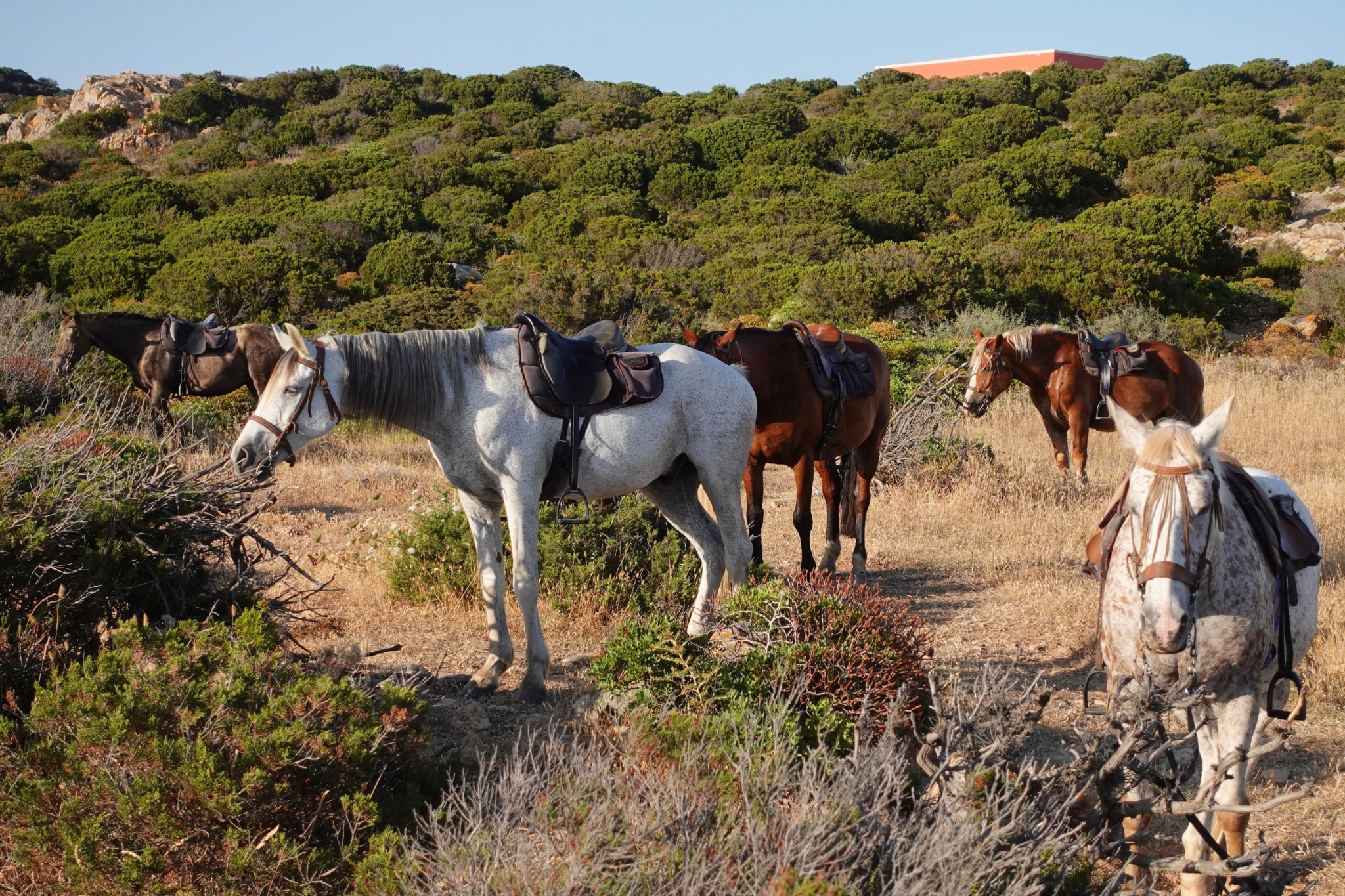 Escursione a cavallo in Sardegna 13